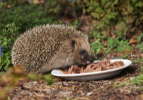Igel